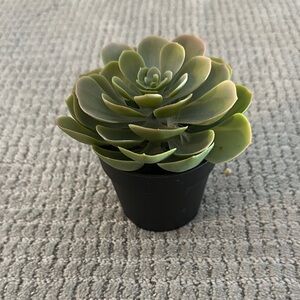 Green Succulent in Black Pot